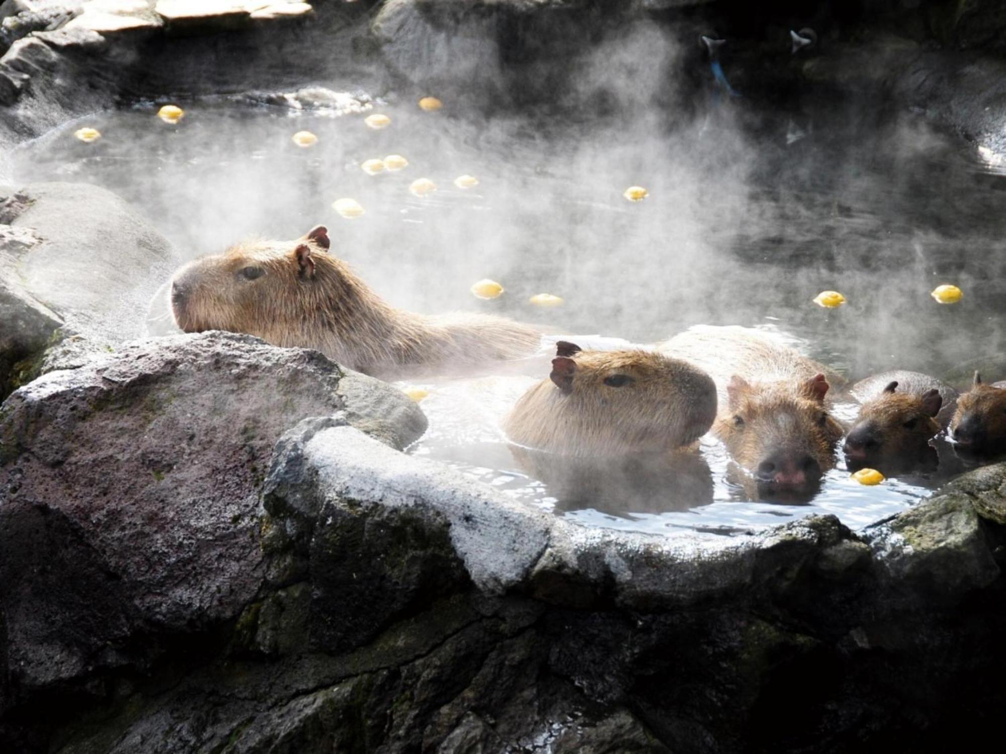 Shuzenji Onsen Hotel Takitei Izu  Dış mekan fotoğraf