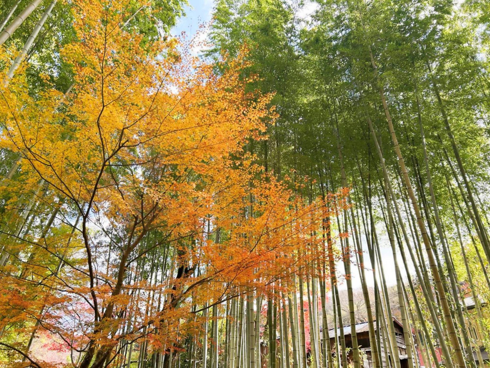 Shuzenji Onsen Hotel Takitei Izu  Dış mekan fotoğraf